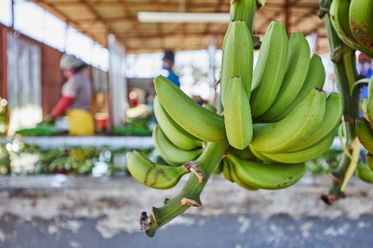 CITRUM Bananas CITRUM Bananas