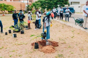 Plantio de árvores (4)