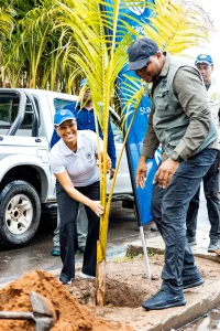 Reposição de palmeiras na Av. Eduardo Mondlane 2